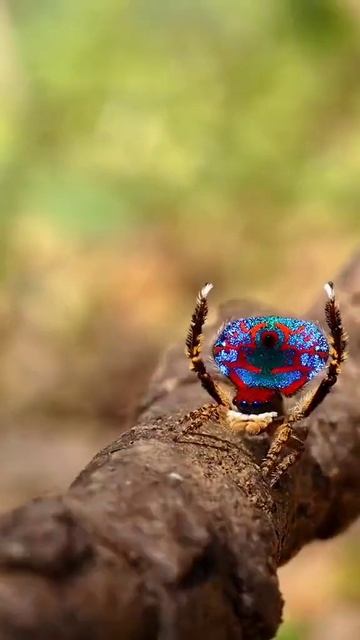 The courtship dance of the luminous peacock spider! Amazing nature! #shorts #nature #spider #peacoc смотреть онлайн