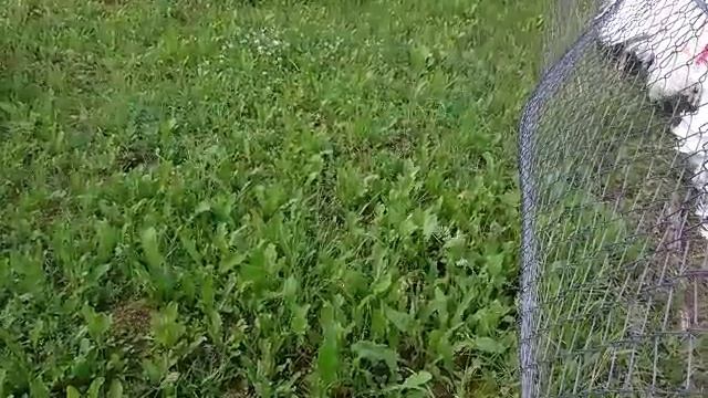 индюки прикол