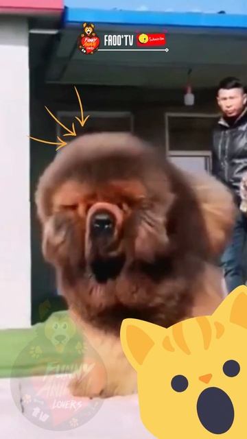 Wow big dog ever 😹🐶 Faootv смотреть онлайн