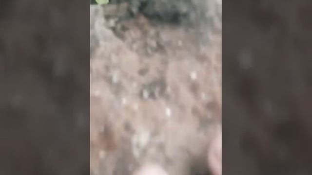 в поисках муравьёв.1 часть смотреть онлайн