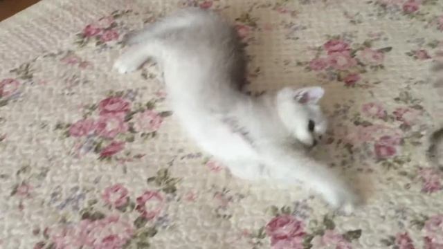 British kitten Almaz (baby's of Valensiya Serebrity) смотреть онлайн
