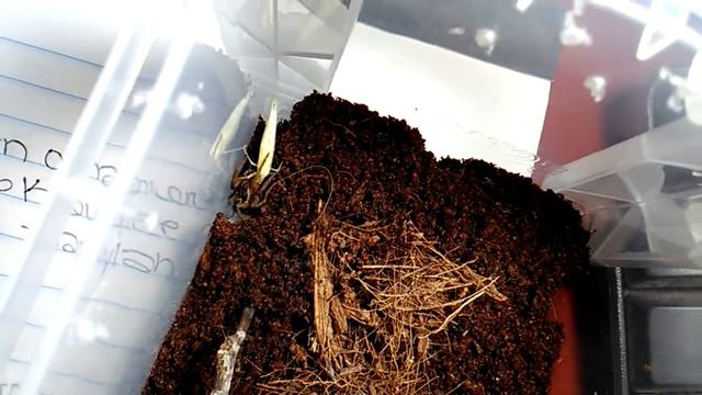 Super quick spider feeding clip - hungry arachnid смотреть онлайн