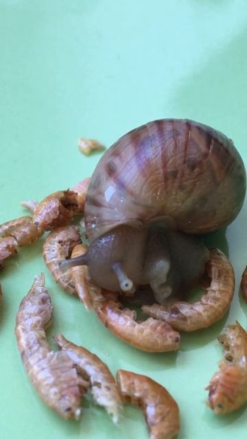 🐌Улитёнок так любит гаммарус, что кушает лёжа🤔 (улитка Ахатина) смотреть онлайн