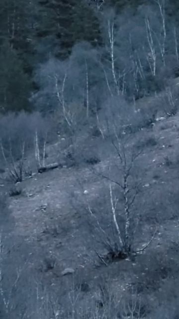 Попал в бурого медведя с 300 метров #охота #дичь #медведь смотреть онлайн