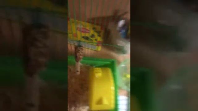 Что нужно для Хомяков смотреть онлайн