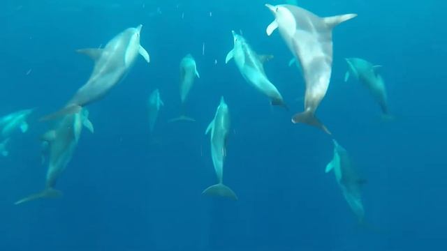 Freediving with wild dolphins смотреть онлайн