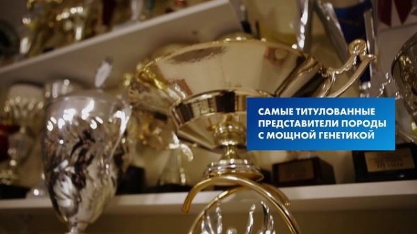 Видеовизитка питомника Indevor