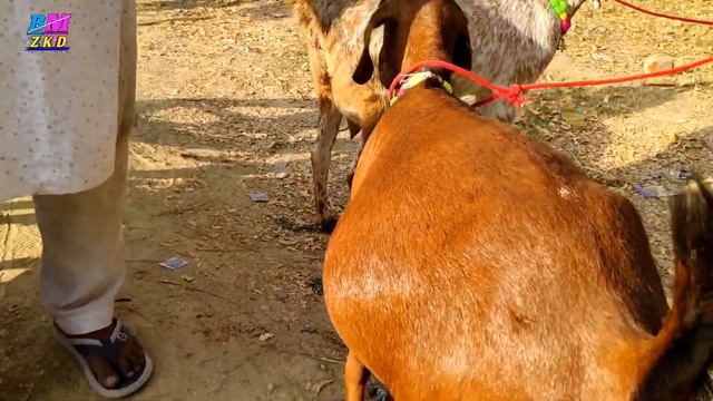 tora bakra mandi agra Totapari barbare Gujari palne wale bakre new update April 7 2024 смотреть онлайн