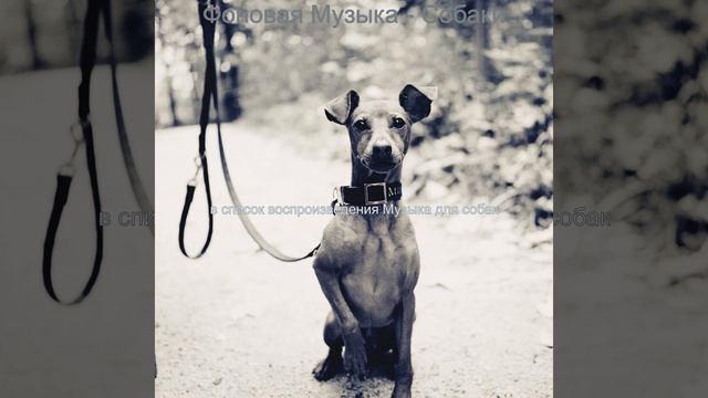 Атмосфера (Выгул собак) смотреть онлайн