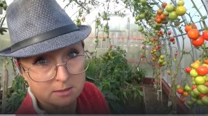 Хроника развития томатов из плохой рассады с мая по сентябрь! 2020 год