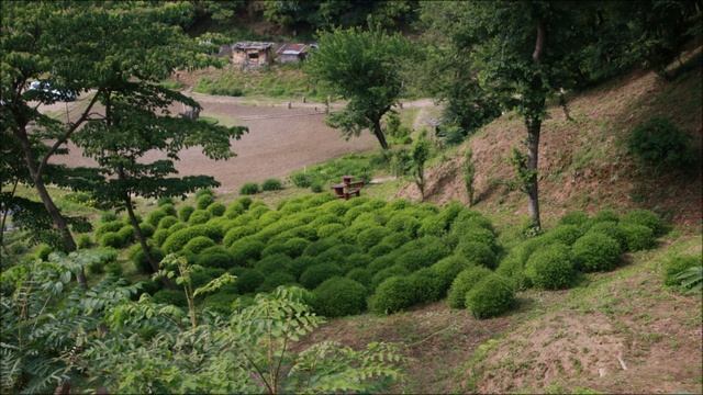 【里山の花畑と崇台山の昆虫】ミヤマカラスアゲハ・スミナガシ （27種類）2024 0525 Guitar by K.Okabe ふるさと（岡野貞一作曲） смотреть онлайн