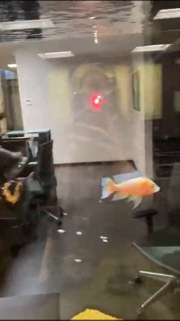 Цихлиды Video 2021 04 16 at 13 36 21 смотреть онлайн