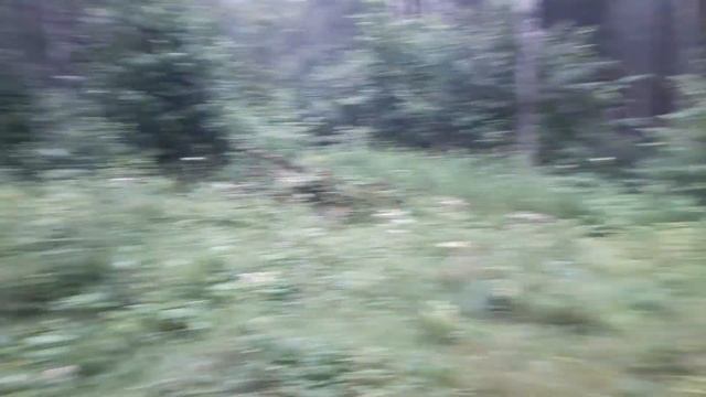 Опасности в лесу. смотреть онлайн