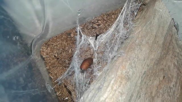 Gandanameno sp (Velvet Spider, Eresidae) feeding смотреть онлайн