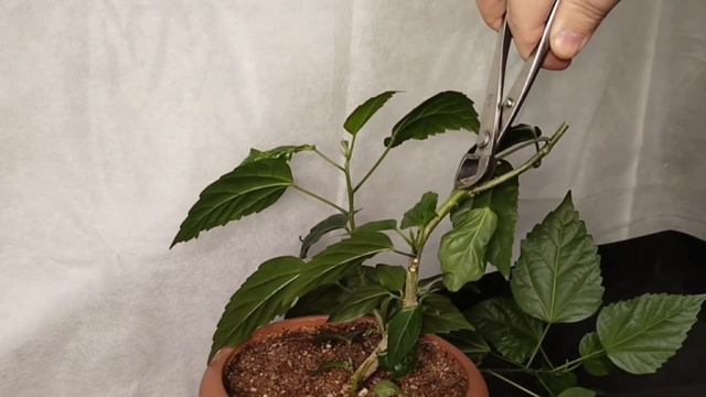 √1,√2,√3,√4 гибискус118