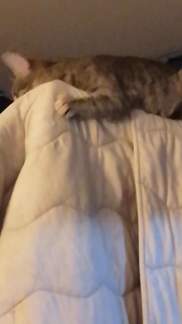Кошка смотреть онлайн