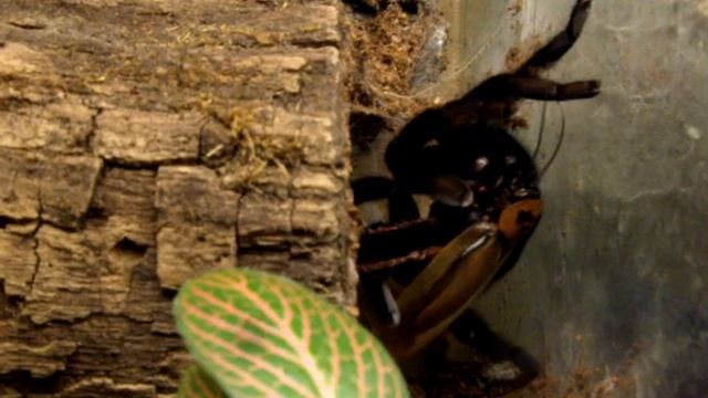 Lampropelma Sp.Borneo Black.avi