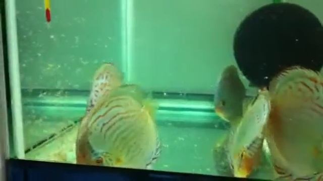 Cobalt Discus 10Month old смотреть онлайн