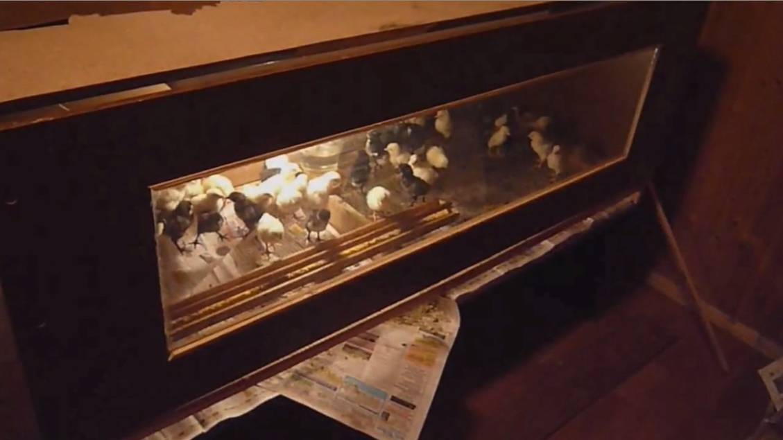 Как Сделать Простой Брудер Для Цыплят Своими Руками!