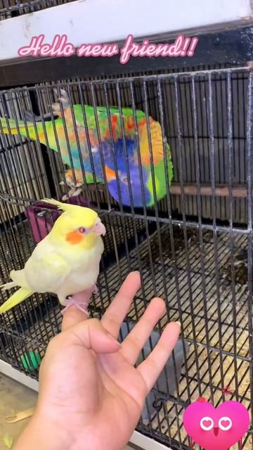 parrot chick excited! baby lorry parrot meeting baby cockatiel |cute parrot video #shorts смотреть онлайн