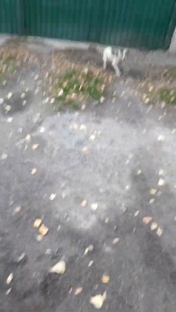 Вот так вот сажают на цепь у ворот , на улице , без будки, без еды и воды.😭😭 смотреть онлайн