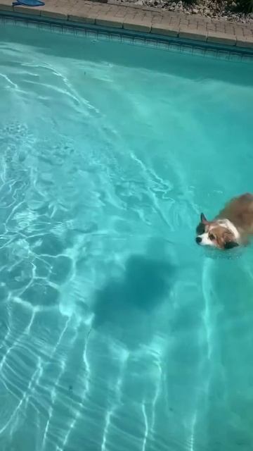 smart corgi puppies swim very nice смотреть онлайн