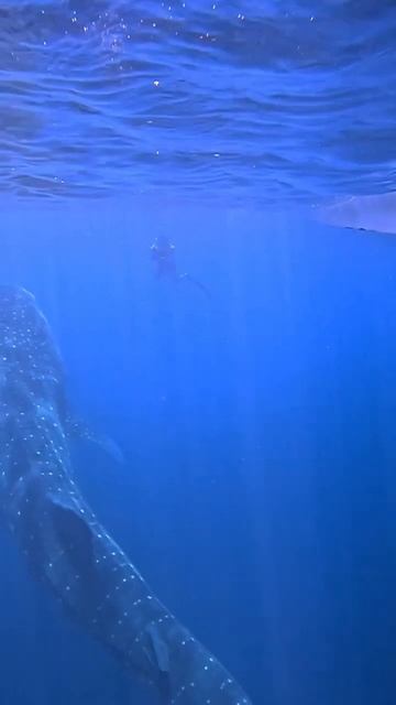 Whale shark! смотреть онлайн