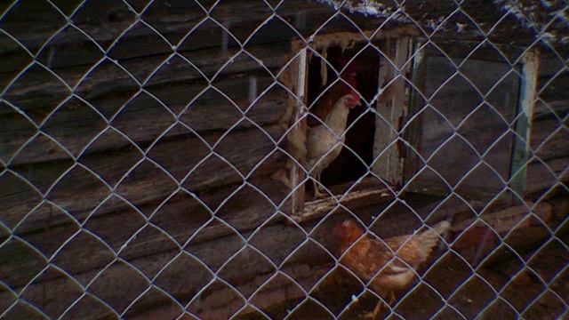 Курочки. смотреть онлайн