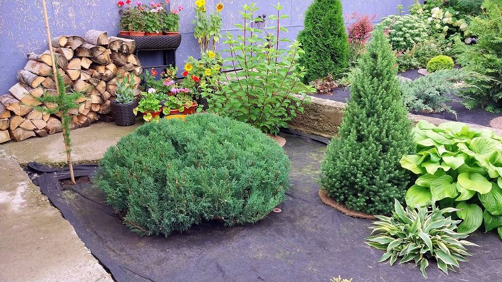 Первая Стрижка Можжевельника Казацкого.