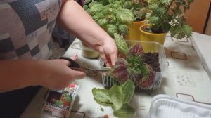 Почвобрикеты из СВЕТОФОРА. Ещё и пельмешки. Черенкую КОЛЕУСЫ.