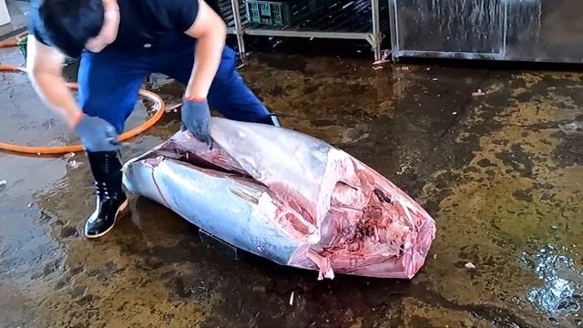 Bluefin Tuna bitten From the Stomach by a Killer Whale смотреть онлайн