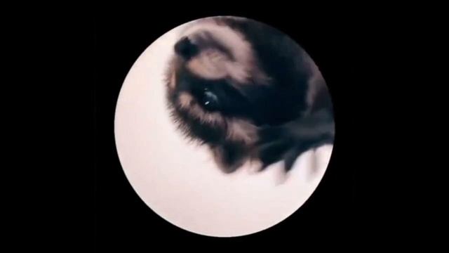 ПЕДРО ПЕДРО ПЕДРО ЕНОТ ОТКУДА МЕМ?