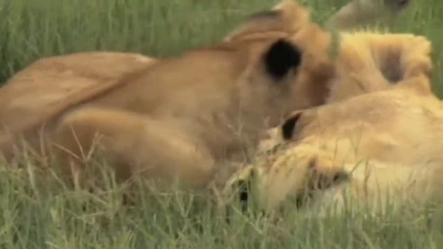 'The Last Lions' Shows Big Cats' Struggle to Survive смотреть онлайн