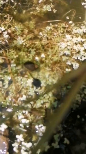 Best friends tadpole & pond snail ❤️🐌👍 смотреть онлайн