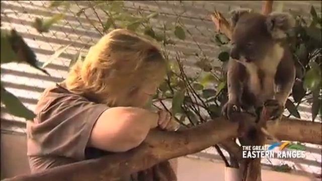 Friends of the Koala смотреть онлайн
