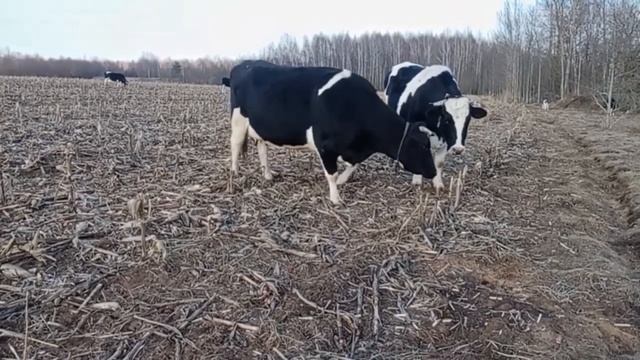 Давай бодаться. Бык и корова общаются. #animal #животные #cow #cowvideos #коровы #bull #бык