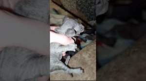 Кормление котят Сфинксов