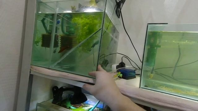 обзор домашней рыборазводни смотреть онлайн