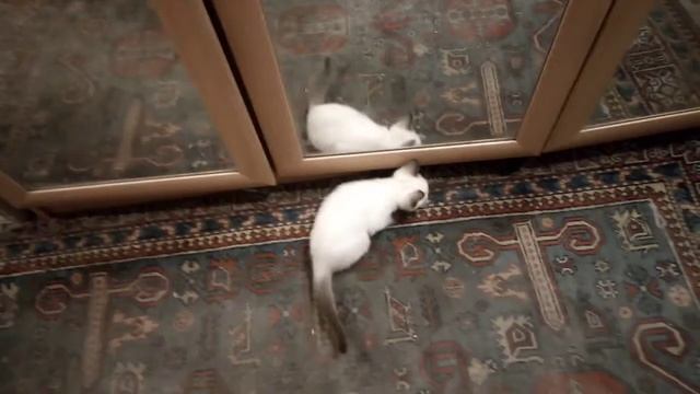 Котята и зеркало смотреть онлайн