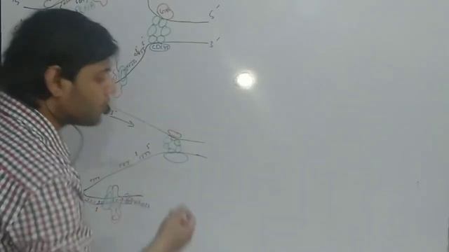 DNA replication in eukaryotes part 3 (Elongation) смотреть онлайн