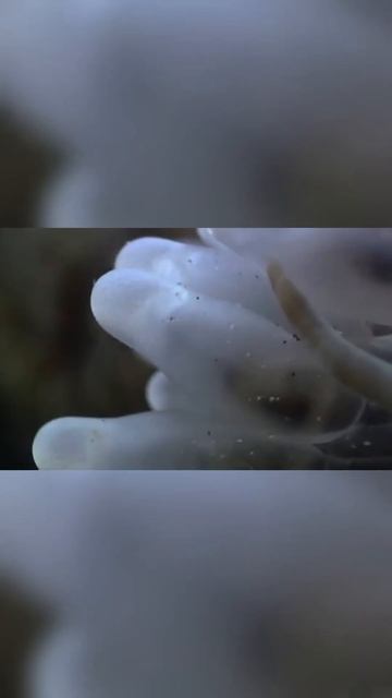 ¿LOS PECES PAYASO SON INMUNES A LAS ANEMONAS? #shorts смотреть онлайн
