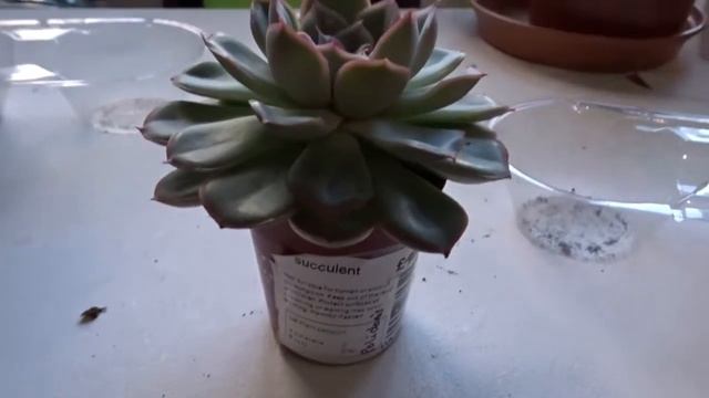 My Succulents update video - March 2022 смотреть онлайн