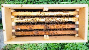 ПЧЕЛОПАКЕТЫ - ОМСК