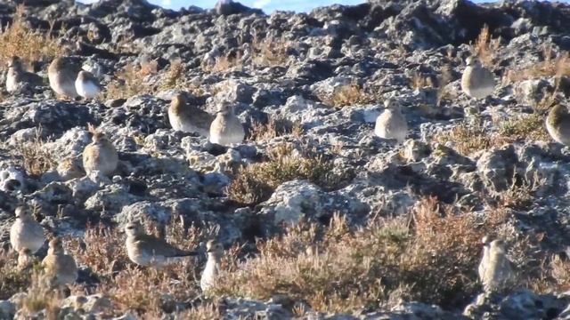 European Golden Plover, Piviere dorato (Pluvialis apricaria) смотреть онлайн