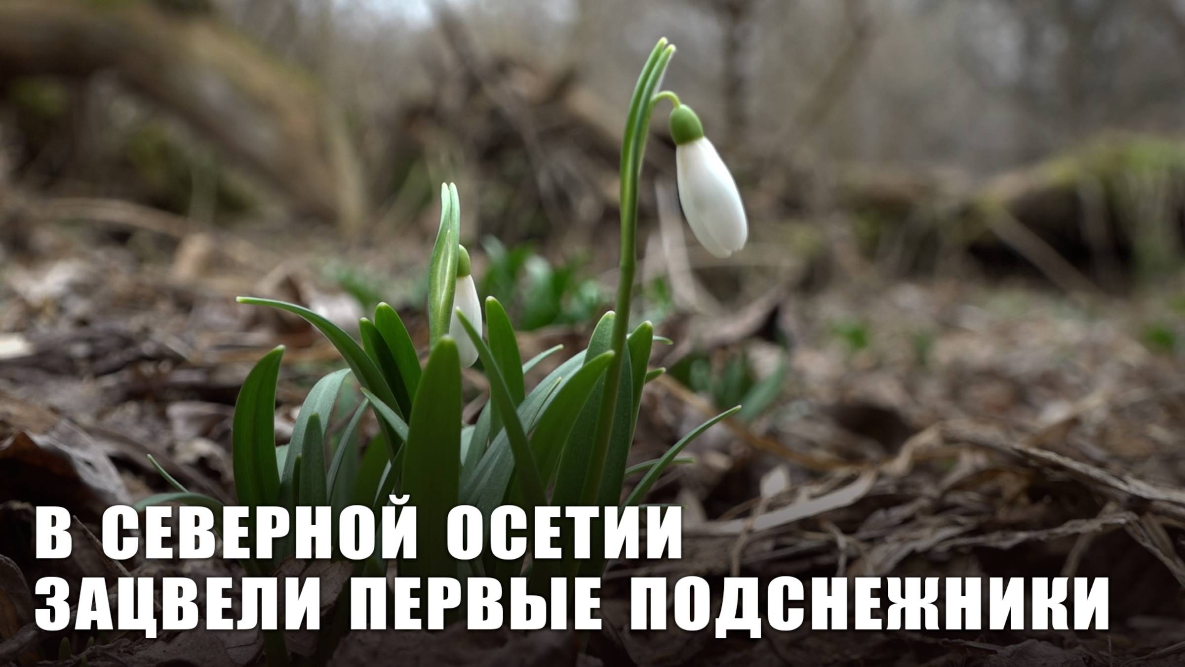 В Северной Осетии зацвели первые подснежники смотреть онлайн