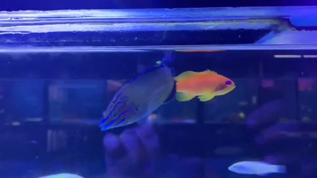 Saltwater Arrivals - 11/26/2020 смотреть онлайн