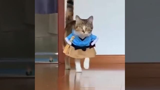 Кошачий показ мод смотреть онлайн