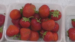 11 СЕРИЯ ЗАМЕР САХАРА В СОРТАХ КЛУБНИКИ