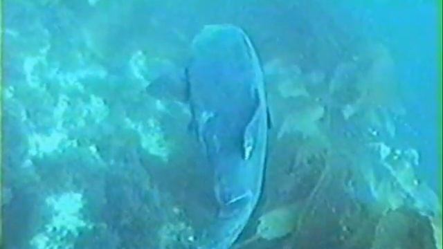 Black Seabass смотреть онлайн