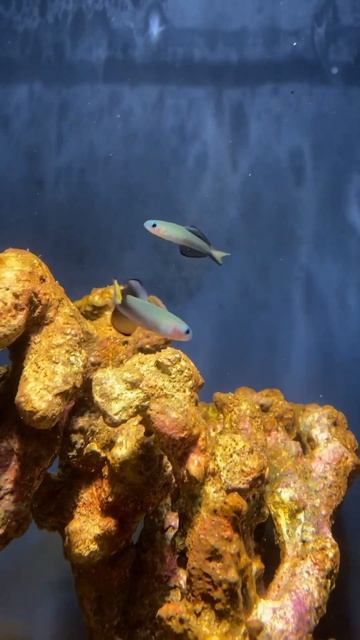 クロユリハゼ／スマートアクアリウム静岡［YouTube水族館］ смотреть онлайн